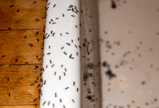Reliable Seymour, TN Pest Control Solutions