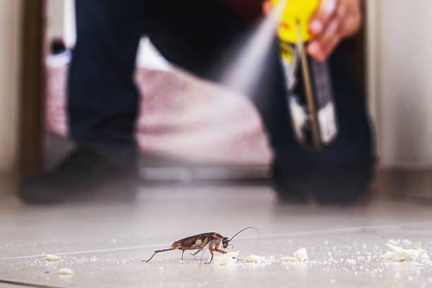 Best Mosquito Control Services  in Seymour, TN
