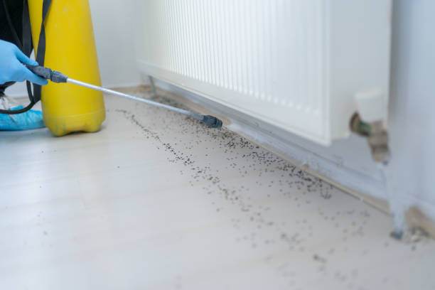 Best Emergency Pest Control  in Seymour, TN